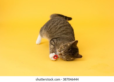 Tabby Greeneyed Cat Playing With Toy 