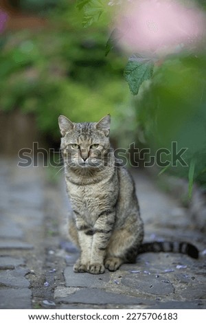 Similar – Foto Bild Grauer Kater auf Gartenweg