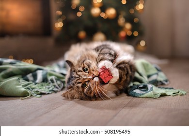 Tabby And Happy Cat. Christmas Season 2017, New Year, Holidays And Celebration He Plays With A Christmas Toy