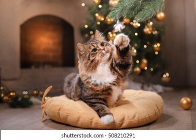 Tabby And Happy Cat. Christmas Season 2017, New Year, Holidays And Celebration He Plays With A Christmas Toy