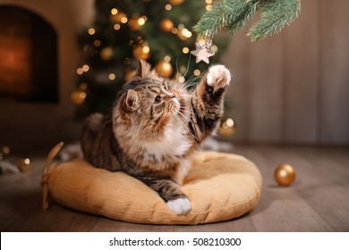 Tabby And Happy Cat. Christmas Season 2017, New Year, Holidays And Celebration He Plays With A Christmas Toy