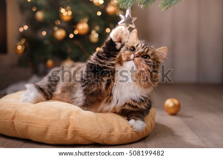Tabby and happy cat. Christmas season 2017, new year, holidays and celebration He plays with a Christmas toy