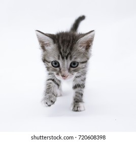 Tabby kitten