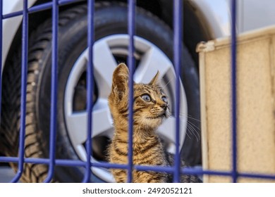 A tabby kitten with blue eyes looks curiously through a blue metal fence, with a car tire in the background. - Powered by Shutterstock