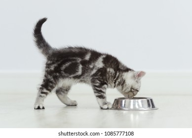 Tabby Kitten Eating Cat Food