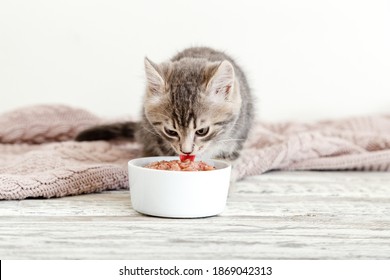 Tabby Kitten Eating Food From White Bowl On Wooden Floor. Baby Cat Eat Junior Food. Portrait Of Kitten While Eating