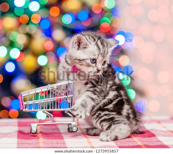 Tabby kitten with empty shopping trolley with\
Christmas tree on\
background