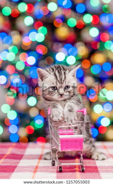 Tabby kitten holding empty shopping trolley\
with Christmas tree on\
background