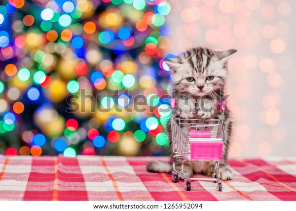 Tabby kitten holding\
empty shopping trolley with Christmas tree on background. Empty\
space for text