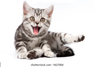 Tabby kitten isolated on white background - Shutterstock ID 9627004