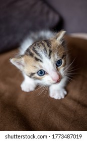 tabby kitten looking at the camera