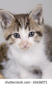 tabby kitten looking in camera