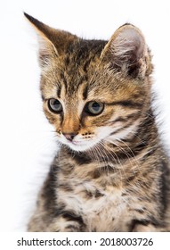 Tabby Kitten Looks With A Sly Look On A White Background