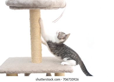 Tabby Kitten On The Scratching Post