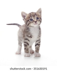 tabby kitten on white background