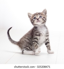 tabby kitten playing on white background
