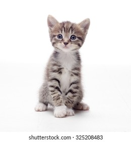 tabby kitten sitting on white background - Shutterstock ID 325208483