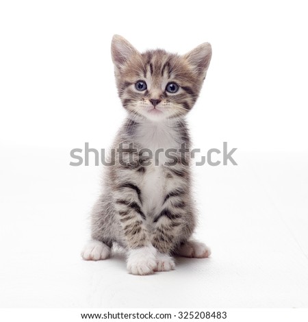 tabby kitten sitting on white background