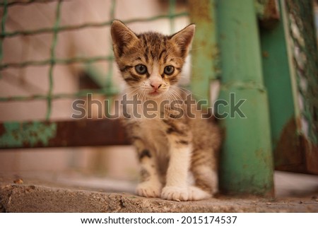 tabby kitten with white paws portrait near old rusty fence.