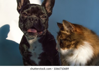 tabby, long hair domestic cat and black, active dog, playing together. inquisitive, cheerful puppy of French bulldog and brown, striped siberian cat have friendship. young friends have fun 