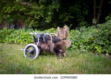 tabby longhair cat standing outdoors in the garden with walking aid or wheelchair