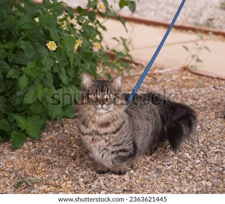 Tabby longhair munchkin cat on blue leash going on a walk.