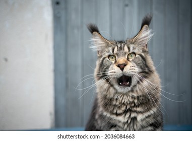 tabby maine coon cat with long ear tips making funny face looking shocked with mouth wide open on wooden background