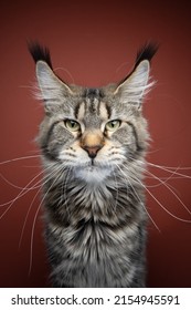 tabby maine coon cat portrait with long ear tufts and whiskers