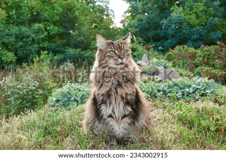 Tabby Maine Coon cat sitting on a blooming meadow. Pet walking in the outdoors. Cat close-up.  Domestic cat in the garden