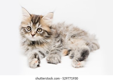 Tabby Maine Coon Kitten Stock Photo 529771930 | Shutterstock