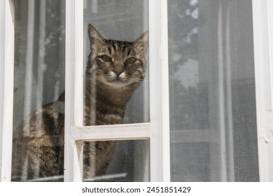 Tabby male cat on barred window on ground floor of town house - Powered by Shutterstock