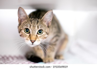 A tabby shorthair cat in a crouching position with a wide eyed expression and dilated pupils