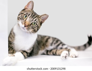 A tabby shorthair cat with its left ear tipped, lying down and looking at the camera with a head tilt