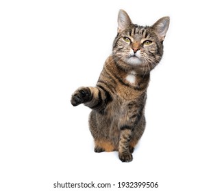 1,763 Lift Paw Images, Stock Photos & Vectors | Shutterstock