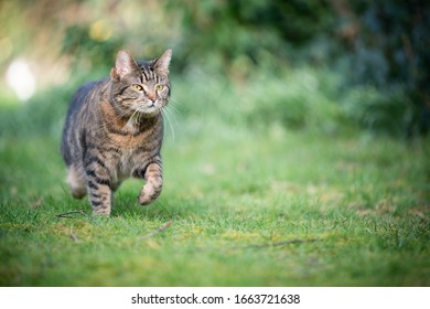 tabby shorthair cat walking on meadow in nature