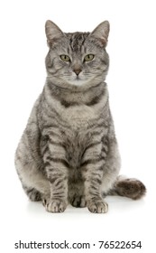 Tabby sits, on white background.