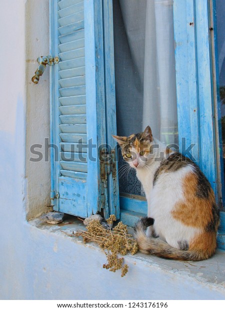 Tabby Stray Cat Resting On Windowsill Stock Photo Edit Now