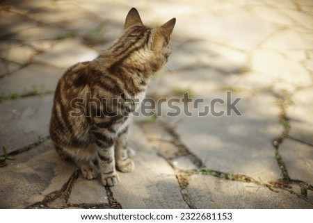 Tabby tiger cat sitting in summer garden on stone pavement