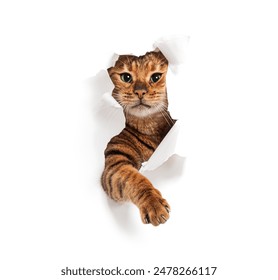 Tabby Toyger cat tearing through a white paper background and reaching out, isolated on white - Powered by Shutterstock