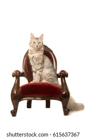 Tabby Turkish Angora Cat Sitting On An Antique Chair Looking At The Camera Isolated On A White Background