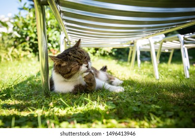 tabby white british shorthair cat lying on grass grooming fur in the shade of a sun bed on a hot and sunny summer day outdoors in the back yard