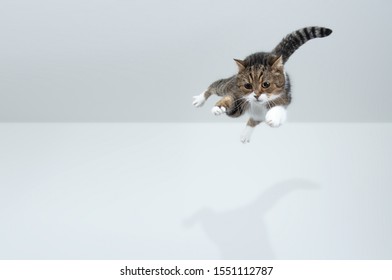 tabby white british shorthair cat jumping flying in front of white background with copy space