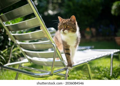 Tabby White British Shorthair Cat Standing On Sun Lounger Outdoors In Sunny Garden Observing