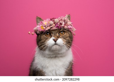 Tabby White British Shorthair Cat Wearing Flower Crown Made Out Of Pink Dried Blossoms Looking At Camera On Pink Background With Copy Space