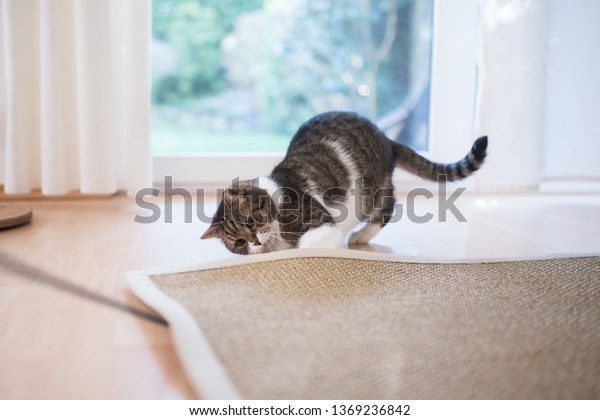 Tabby White British Shorthair Cat Searching Stock Photo Edit Now