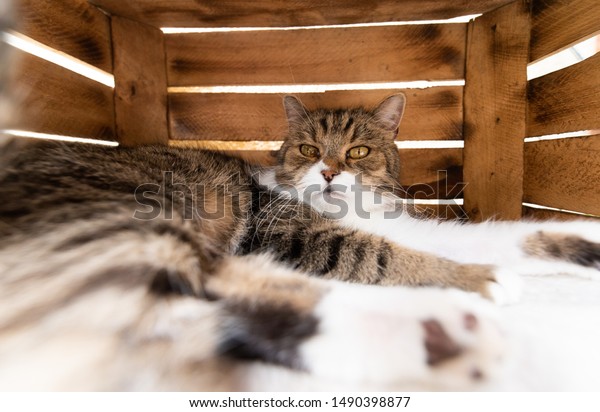 Tabby White British Shorthair Cat Relaxing Stock Photo Edit Now