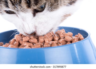 Tabby White Cat Eating Wet Food