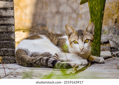 Tabby white cat lounging outdoors with vibrant yellow eyes, in natural sunlight beside green foliage