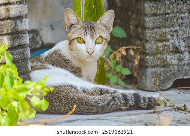 Tabby white cat lounging outdoors with vibrant yellow eyes, in natural sunlight beside green foliage - Powered by Shutterstock