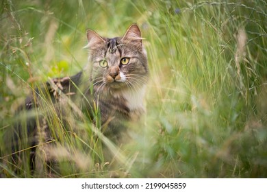 tabby white cat outdoors in high grass on the prowl observing